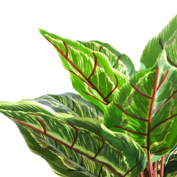 Pack of 6 x 38cm Potted Calathea Veitchiane