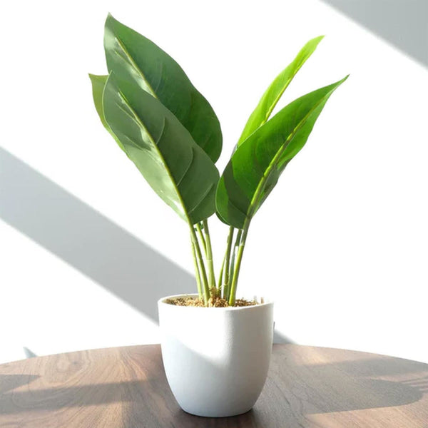 Pack of 6 x 45cm Artificial Aureum Plant
