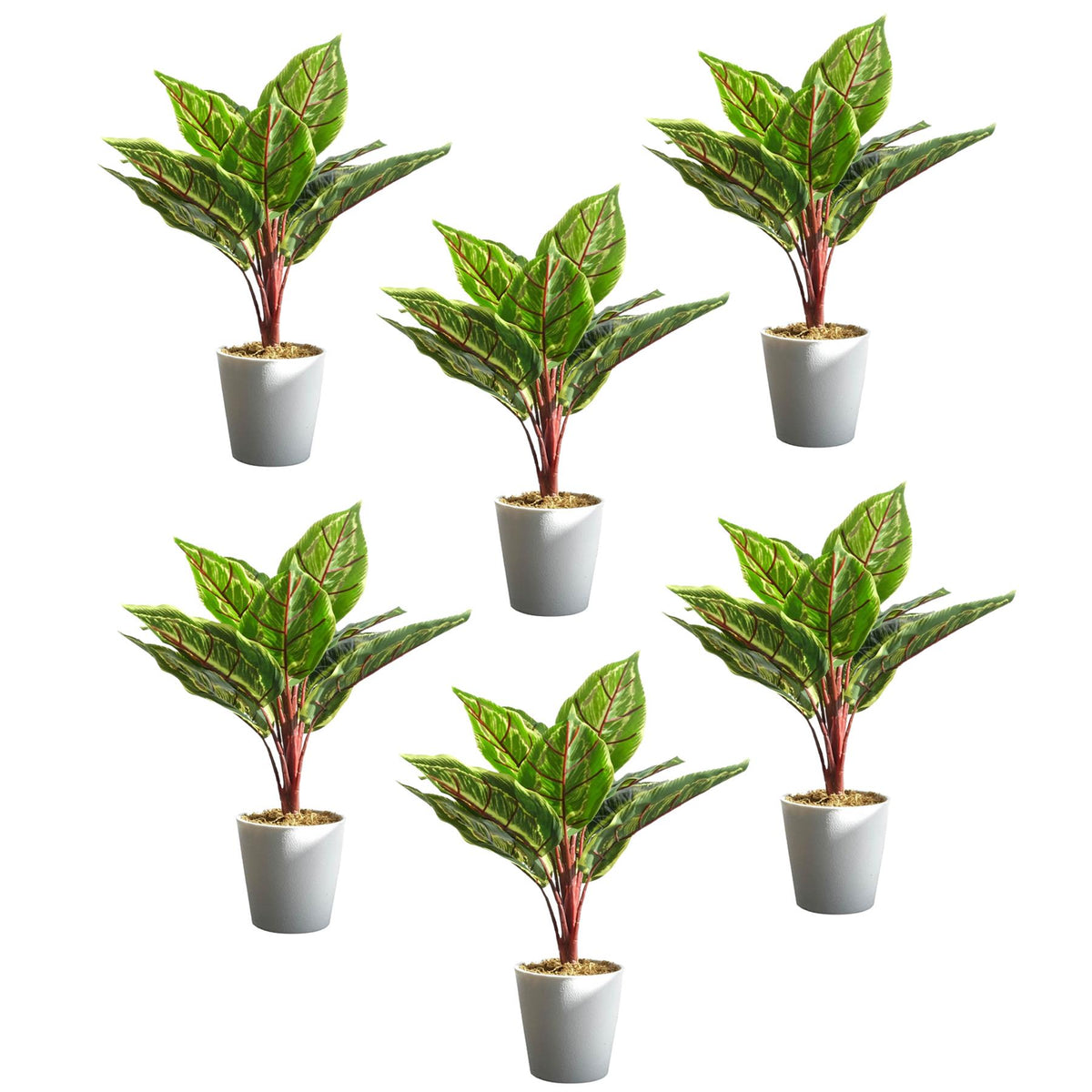 Pack of 6 x 38cm Potted Calathea Veitchiane