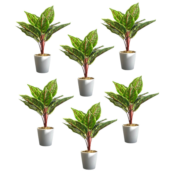 Pack of 6 x 38cm Potted Calathea Veitchiane